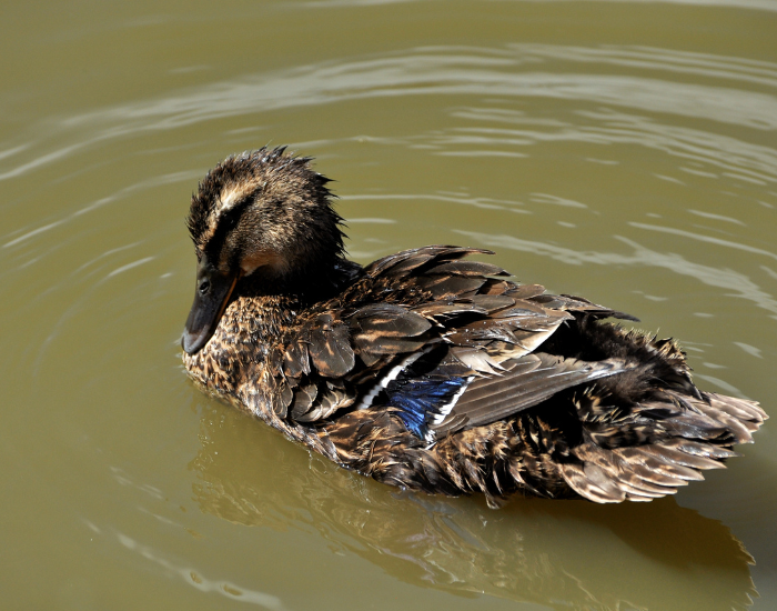 a female rouen duck swimming