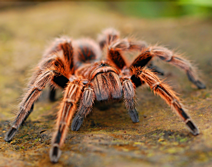 orange reddish tarantula spider