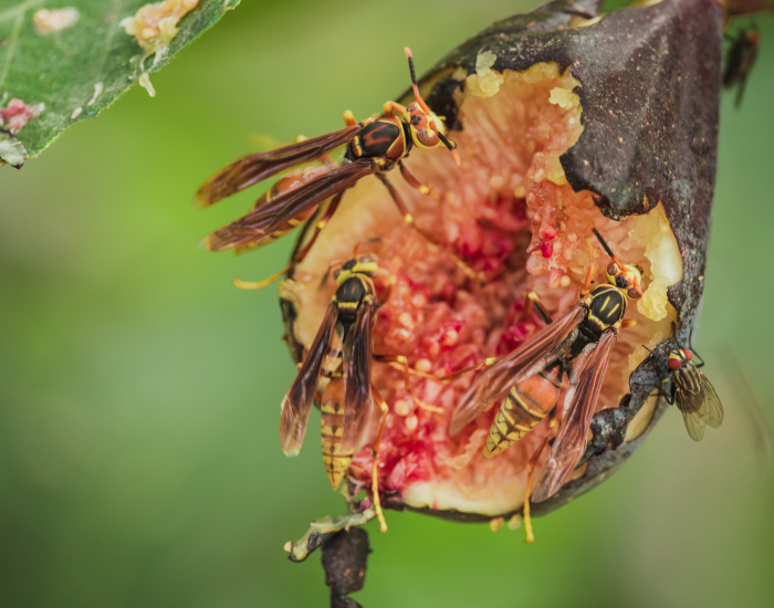Three fig wasps feeding from an open fig