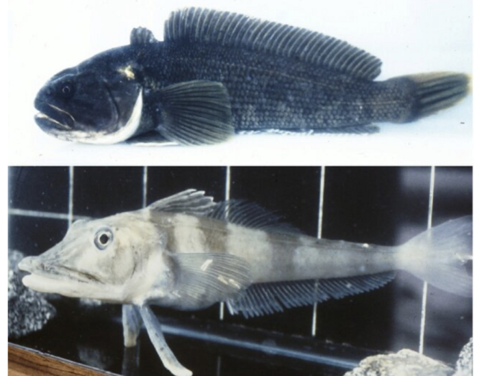 An Antarctic fish resting on the seabed in freezing southern-ocean water.