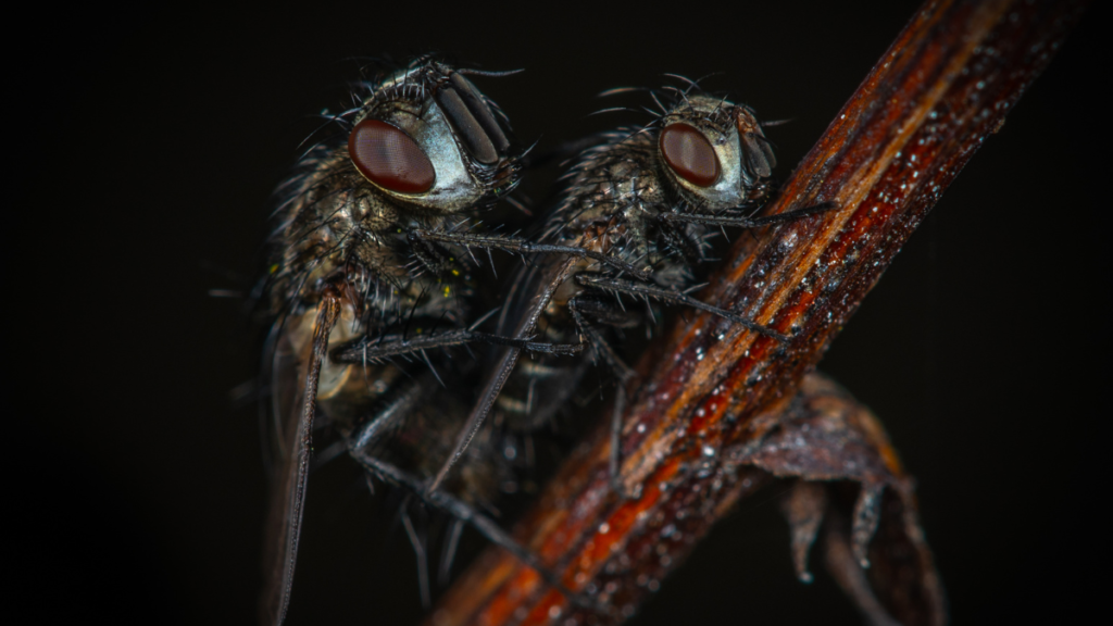 Extreme macro shot showing two dark, hairy houseflies perched close together on a slender brown plant stem against a dark background. The detailed focus highlights their large, reddish-brown compound eyes, textured bodies, and delicate legs.