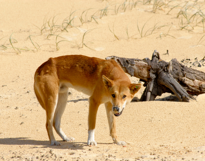 Fraser Island dingo sniffing around drift logs on a sandy beach.