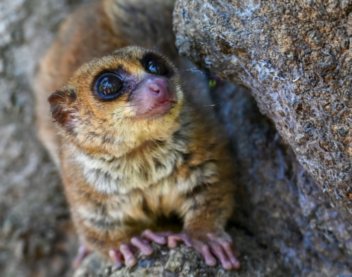 A tiny grey mouse lemur with large eyes peeking out from a tree hollow.