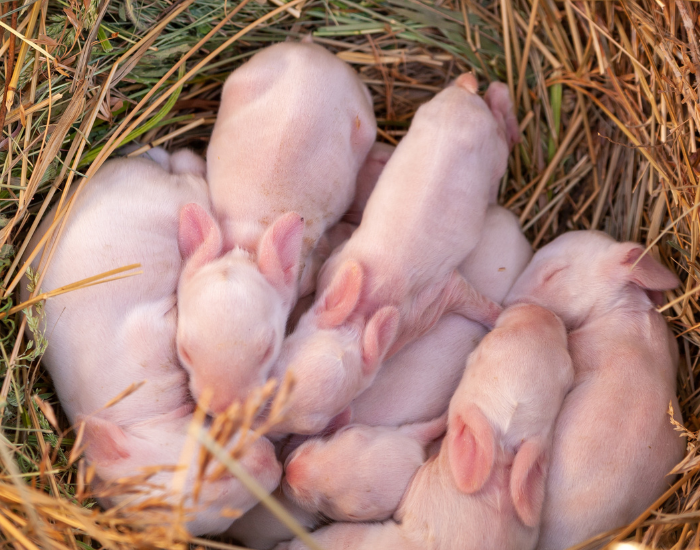 Top-down photograph of a litter of newborn, hairless baby rabbits curled up together inside a cozy nest woven from dry straw and hay. The altricial kits have pink, hairless skin and closed eyes as they huddle for warmth.