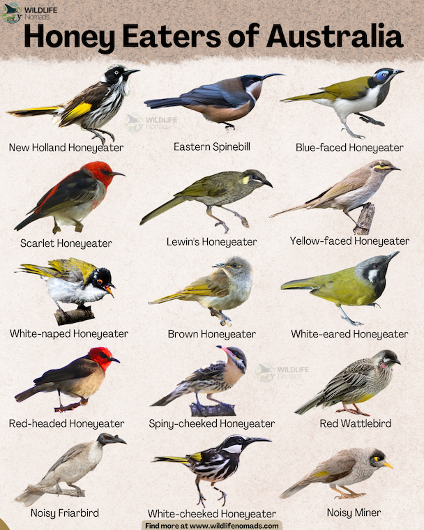 honey eaters of australia infographic by wildlife nomads An educational visual guide titled "Honey Eaters of Australia" featuring illustrations of 15 native honeyeater species arranged in a grid: New Holland Honeyeater, Eastern Spinebill, Blue-faced Honeyeater, Scarlet Honeyeater, Lewin's Honeyeater, Yellow-faced Honeyeater, White-naped Honeyeater, Brown Honeyeater, White-eared Honeyeater, Red-headed Honeyeater, Spiny-cheeked Honeyeater, Red Wattlebird, Noisy Friarbird, White-cheeked Honeyeater, and Noisy Miner.