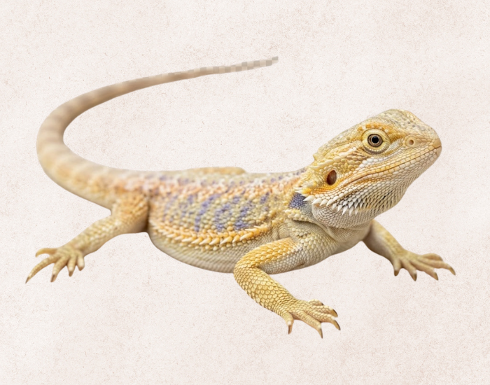 Hypomelanistic isolated ai illustration