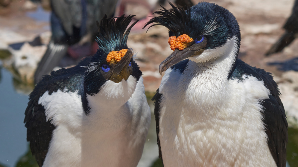 two imperial cormorants close up in the wild