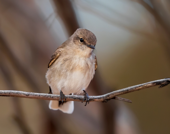 Small brown Jacky winter bird resting on a thin twig