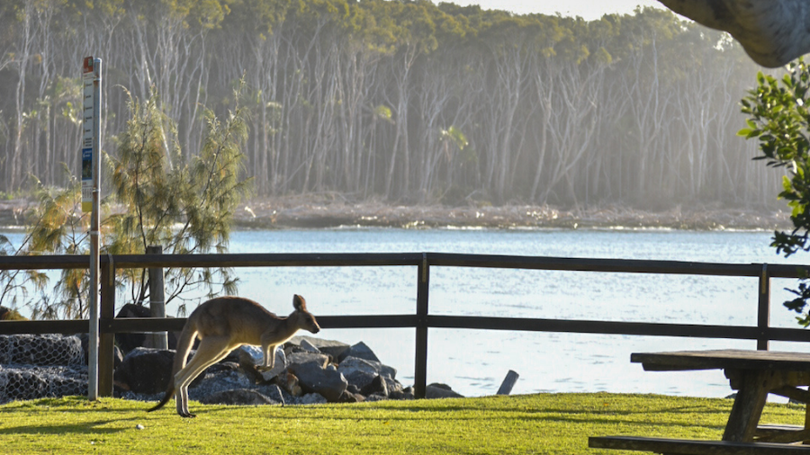 a juvenile kangaroo jumping across a grass field in woody head campground with the ocean and an eucalypt forest on the background