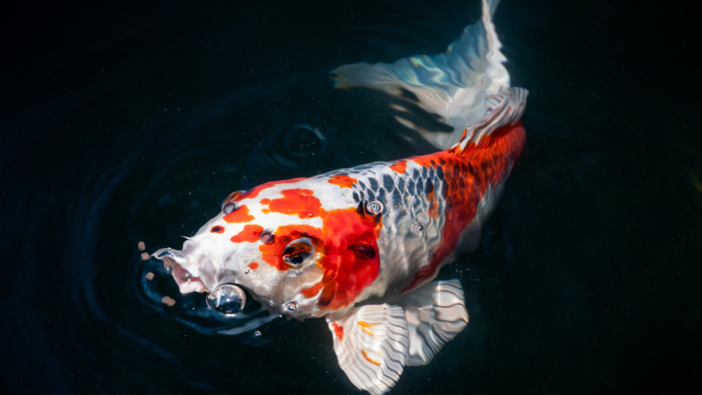 A vibrant orange, white, and black koi fish swimming near the surface of dark water with air bubbles near its mouth.
