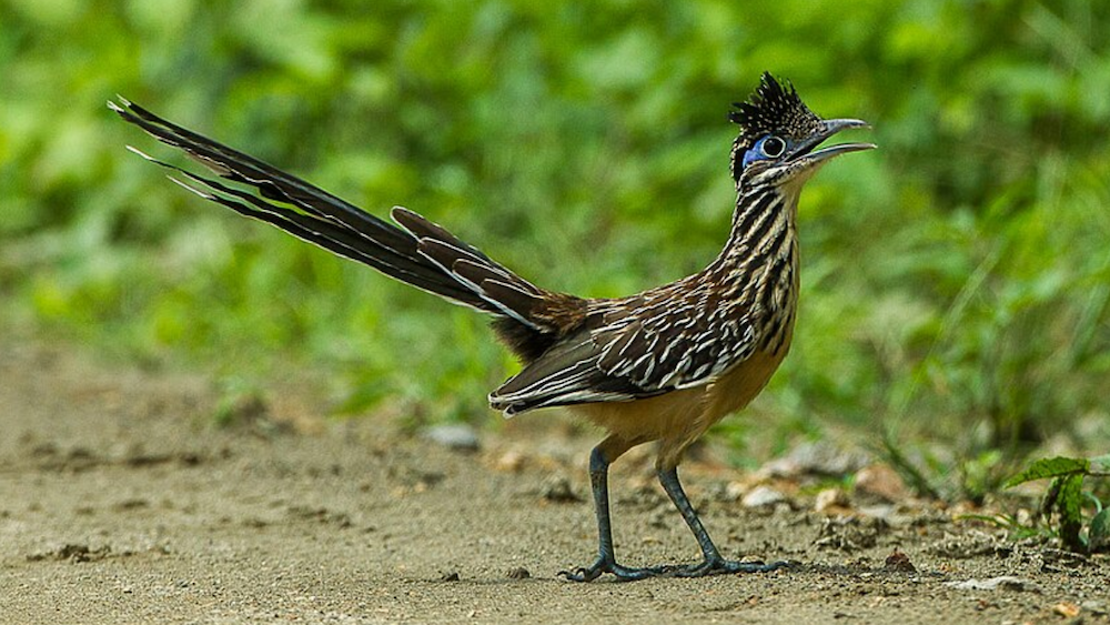 a lesser roadrunner in the wild