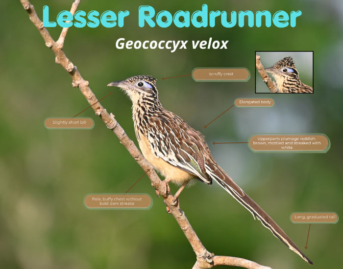 An educational infographic labeling key identification features of the Lesser Roadrunner (Geococcyx velox). Pointer lines highlight its scruffy crest, short bill, pale buffy chest, mottled reddish-brown upperparts, and long graduated tail.