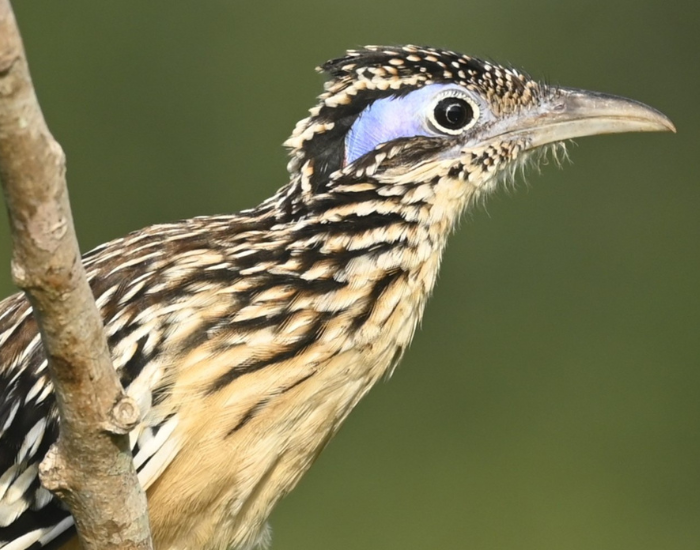 A close-up profile view of a Lesser Roadrunner perched beside a branch. The shot emphasizes its slightly curved bill, speckled crest, buffy throat plumage, and prominent blue skin patch behind its eye.
