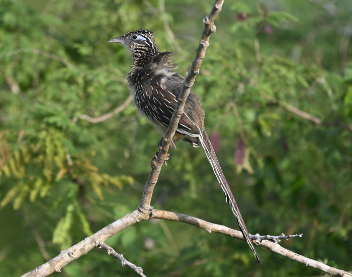 A Lesser Roadrunner perches on a bare tree branch against a soft green leafy background. The bird is facing left, showing its long tail, speckled brown feathers, and bright blue patch behind the eye.
