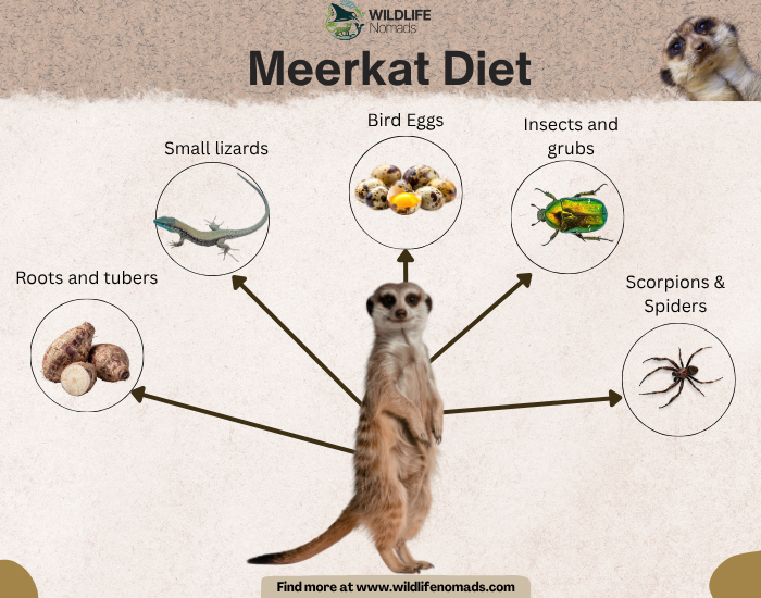 An educational diagram titled "Meerkat Diet" by Wildlife Nomads, featuring a central cutout of a standing meerkat with arrows pointing outward to its primary food sources. Circular callouts illustrate typical food items including roots and tubers, small lizards, bird eggs, insects and grubs, as well as scorpions and spiders.