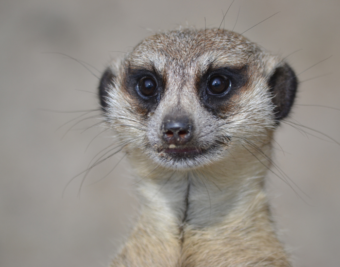 A clear, portrait-style close-up of a meerkat facing forward against a soft-focus background. The image prominently showcases the distinctive dark patches around its eyes that protect against sun glare.