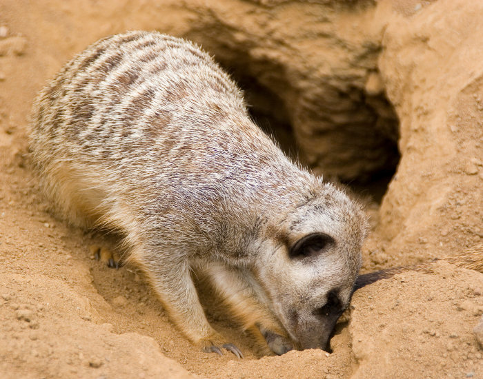 A meerkat actively digging into dry, loose soil with its head down and front paws submerged in the earth. Dust kicks up as the animal uses its powerful claws to search for insects or expand its burrow.