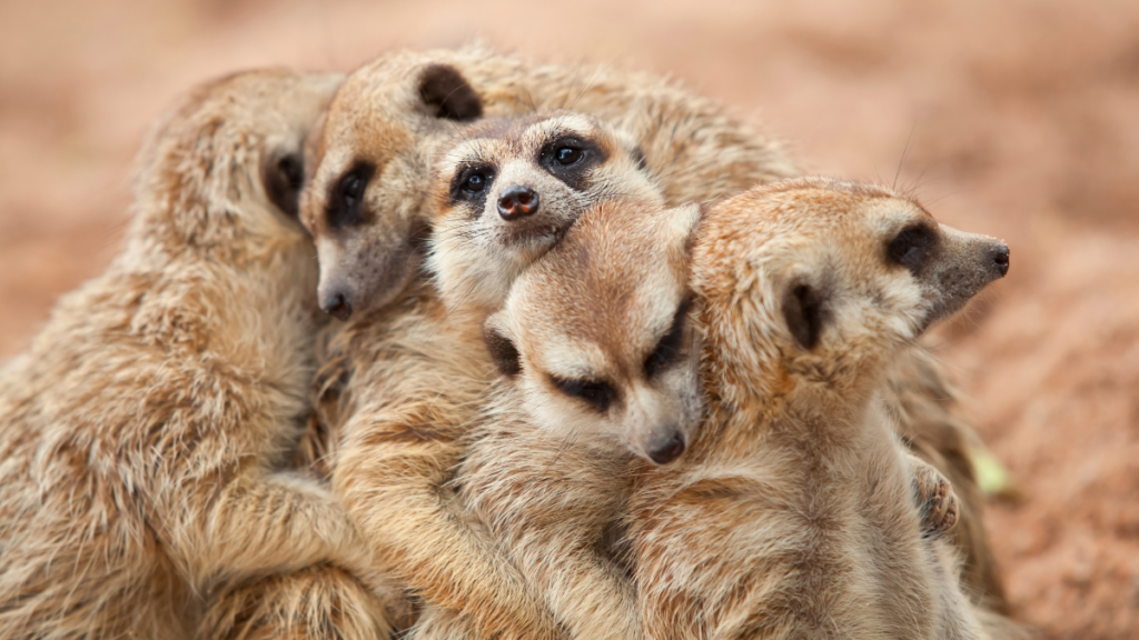 A close-up group shot of several meerkats snuggled tightly together, with one central meerkat resting its head on another while looking straight at the camera. Their light brown, banded fur creates a cozy pile as they cluster together for warmth and security in their natural habitat.