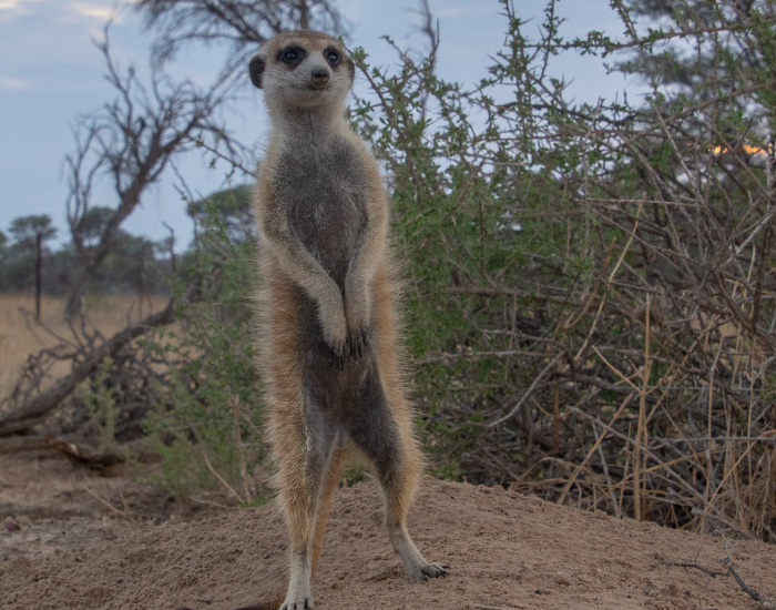 a meerkat acting as sentinel in its natural environment