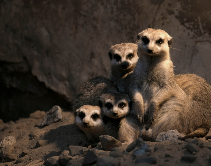 A small group of meerkats gathered tightly near the entrance of a dark cave or deep burrow overhang. They huddle close together, demonstrating cooperative behavior while keeping a collective eye out for threats.
