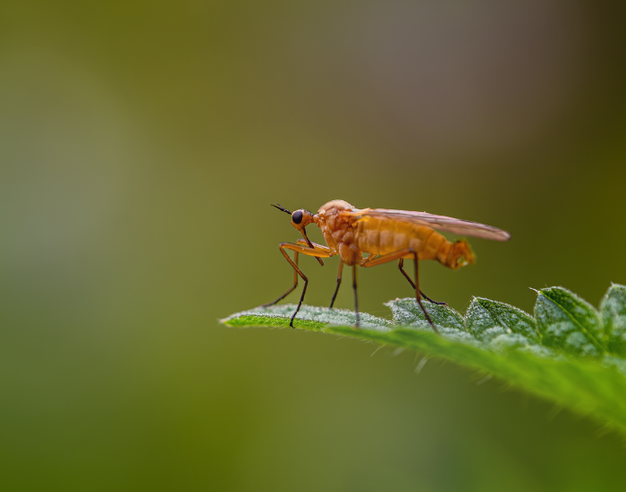 macro photo of a midge with a green background
