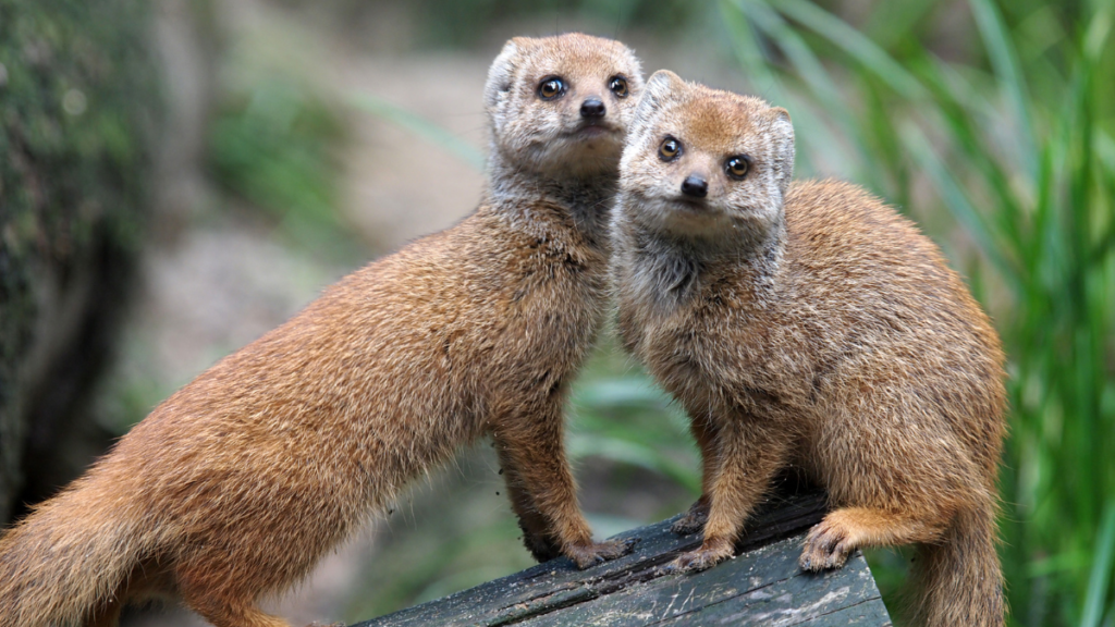 Two yellow mongooses standing together on a fallen wooden log looking directly forward.