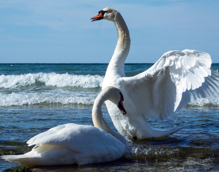 Two adult white mute swans resting together by the edge of a body of water, one with wings spread.