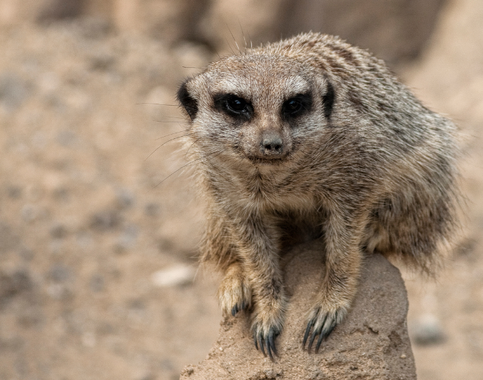 A lone meerkat sitting grounded on a dry, rocky terrain in an arid desert environment. Its alert posture reflects how these animals survive in harsh climates without direct access to open water sources.