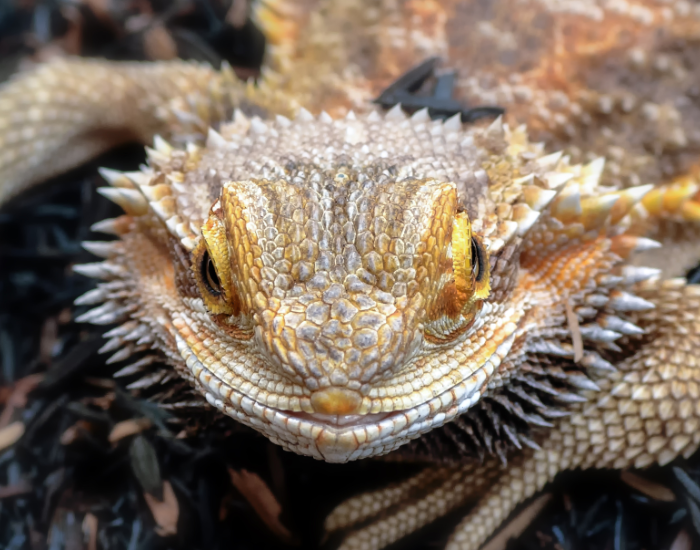 portrait of a bearded dragon showing its spikes on the head