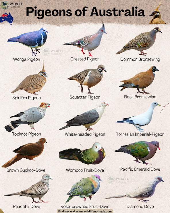 An educational infographic titled "Pigeons of Australia" by Wildlife Nomads against a light textured background. It features a grid of 15 native Australian pigeon and dove species with illustrations and names, including the Wonga Pigeon, Crested Pigeon, Common Bronzewing, Spinifex Pigeon, Squatter Pigeon, Flock Bronzewing, Topknot Pigeon, White-headed Pigeon, Torresian Imperial-Pigeon, Brown Cuckoo-Dove, Wompoo Fruit-Dove, Pacific Emerald Dove, Peaceful Dove, Rose-crowned Fruit-Dove, and Diamond Dove.