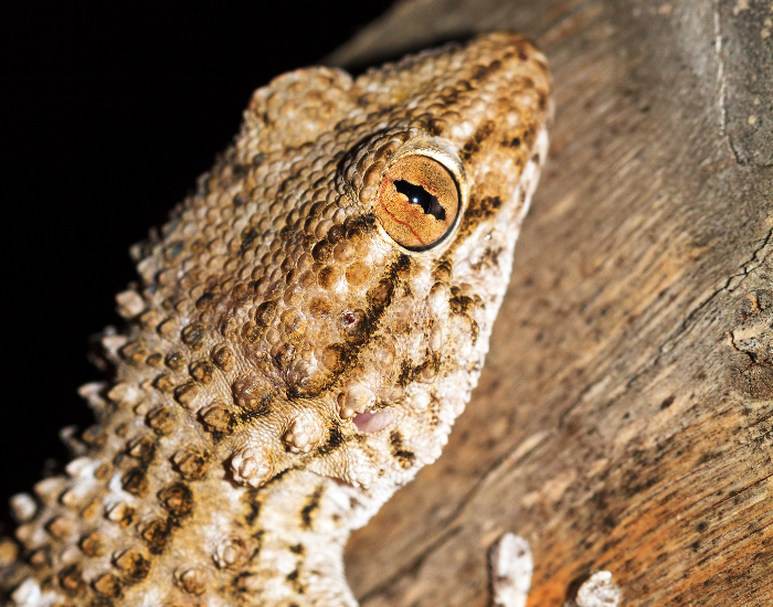 close up of the head a mediterranean house gecko