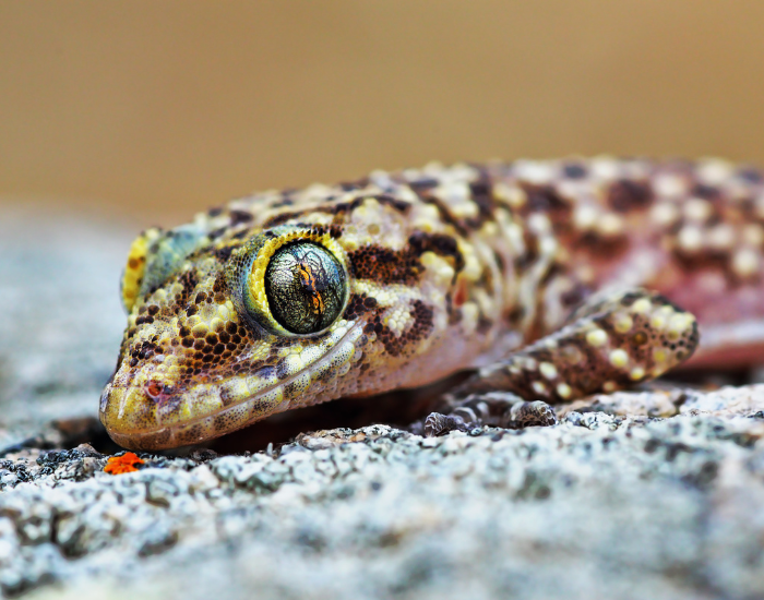 close-up showing the detail of a house gecko's eye and head structure.