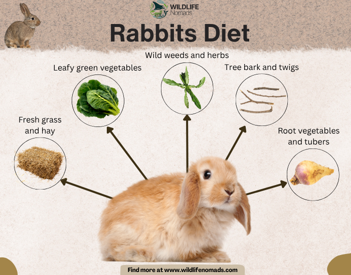 Infographic titled "Rabbits Diet" showing a central lop-eared rabbit pointing to five suitable food sources. Circular insets illustrate fresh grass/hay, leafy greens, wild weeds, tree bark/twigs, and root vegetables.