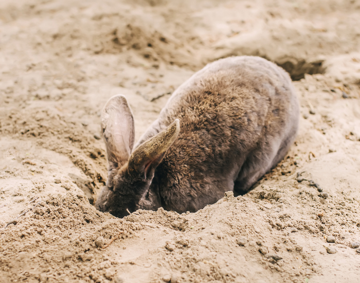 Close-up photograph of a fluffy gray rabbit actively digging a hole into dry, sandy soil. The rabbit has its front paws buried into the dirt pile.