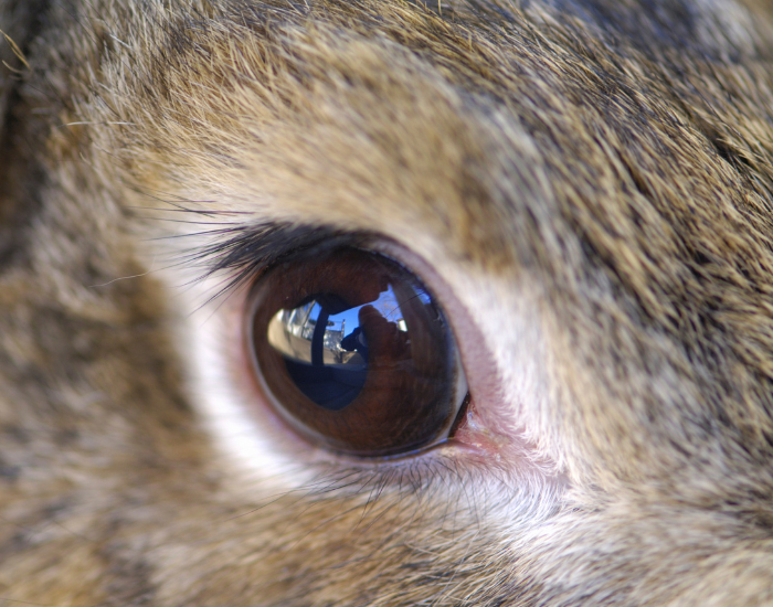 Extreme macro photograph of a brown rabbit's eye showing its dark pupil, surrounding iris, and delicate eyelashes. A subtle reflection of the sky and outdoor environment is visible in the eye's surface.