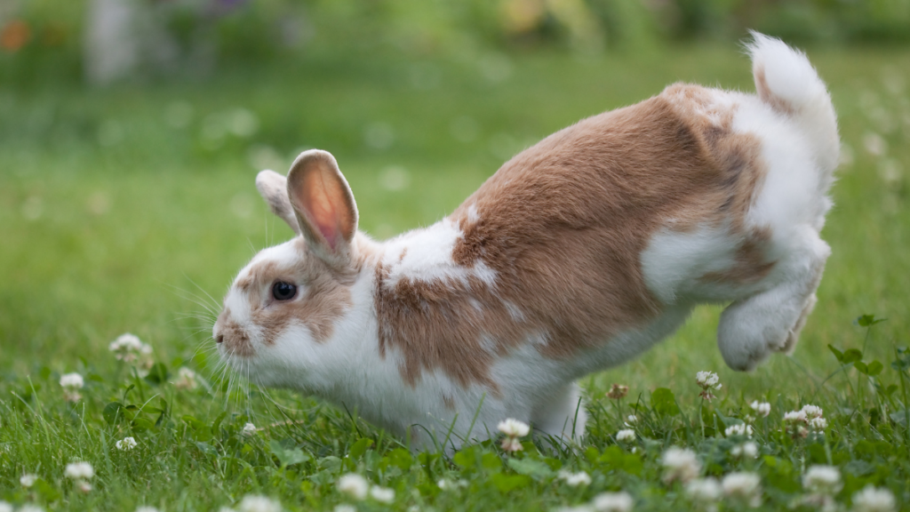 ide-view action photograph of a white and light-brown spotted rabbit leaping mid-air across a lush green lawn dotted with white clover flowers. Its hind legs are kicked back and its fluffy white tail is raised up during the mid-binky jump.