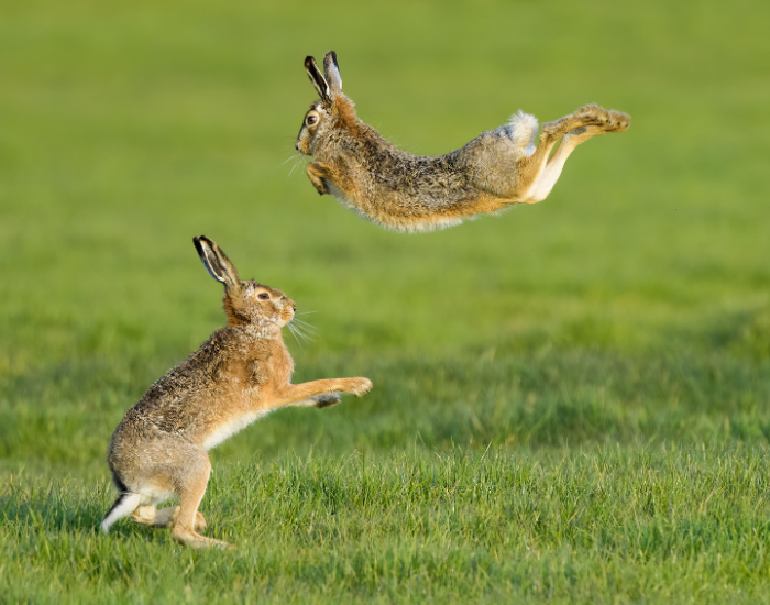 Action photograph of two brown hares in a grassy green field during a lively leap. One hare stands on its hind legs while the other leaps horizontally through mid-air above it.