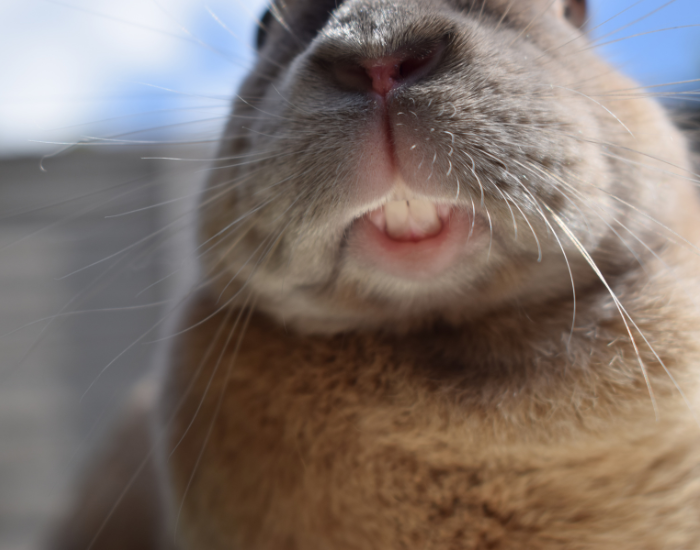 Low-angle, close-up photograph focusing on the mouth, snout, and prominent white front incisors of a brown rabbit. Long whiskers spread outward from its nose.