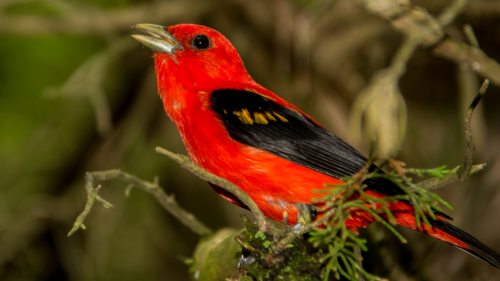 a red tanager in the wild perched ona. tree branch