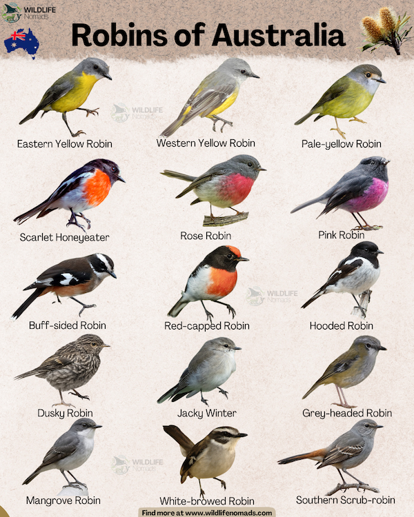 An educational infographic titled "Robins of Australia" illustrating 15 distinct bird species. It features vibrantly colored birds such as the Pink Robin, Rose Robin, and Eastern Yellow Robin, alongside more subtly patterned species like the Jacky Winter, Dusky Robin, and Hooded Robin.