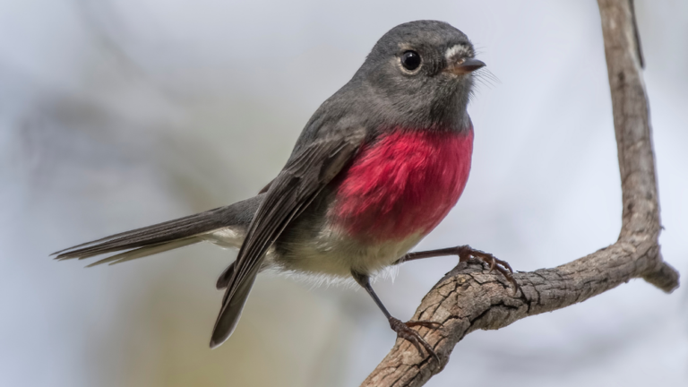 Rose robin with a bright pink breast perched on a tree branch