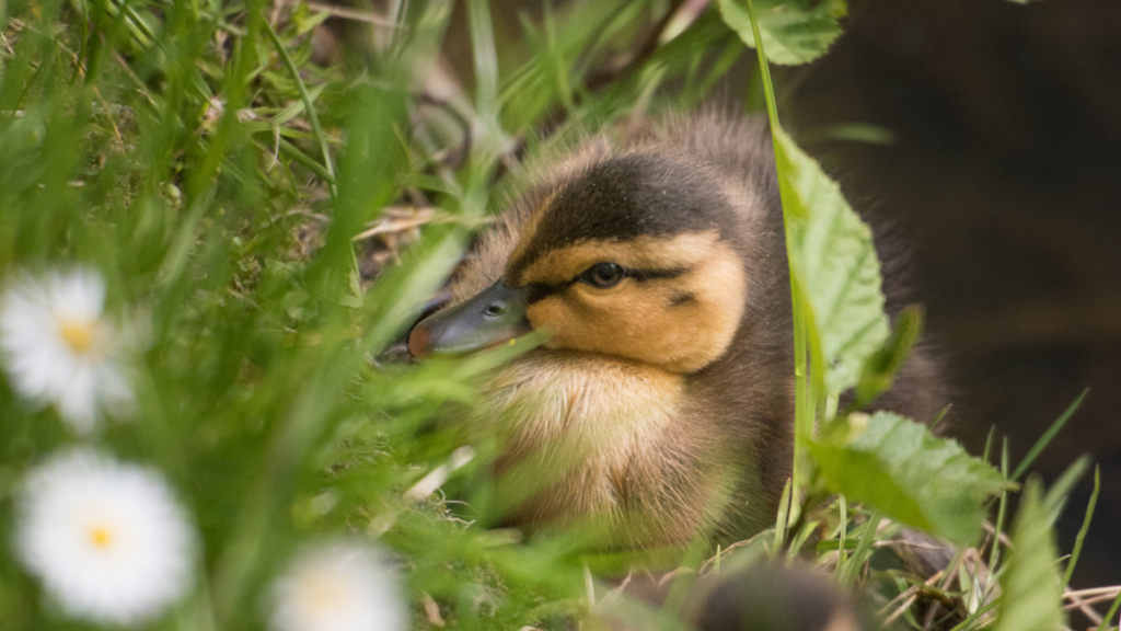 a duckling of a rouen duck laying on grass