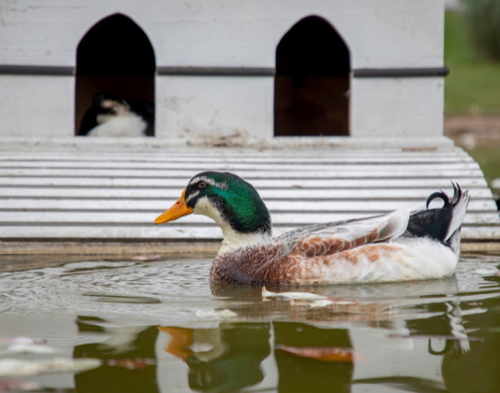 a rouen duck swimming