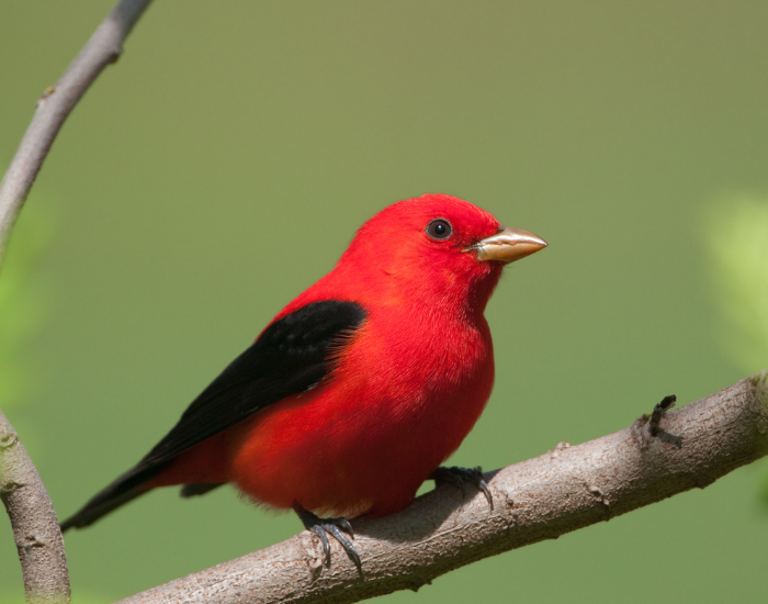 A vivid red male scarlet tanager with jet-black wings perched on a smooth tree branch.
