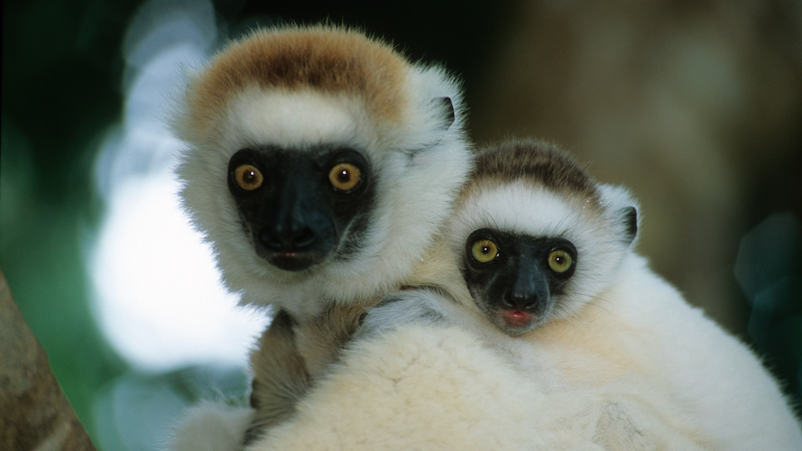 hero image of two sifaka lemurs: a momther and a baby on her back