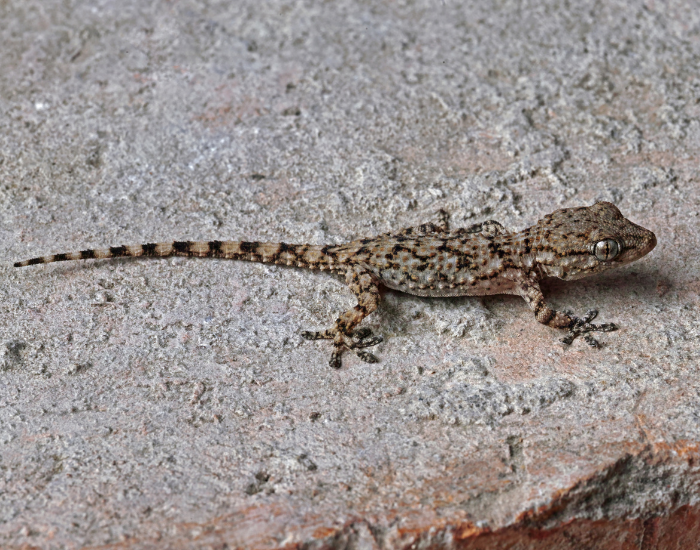 Top-down view showing the full body length of a small Turkish gecko on a stone surface.