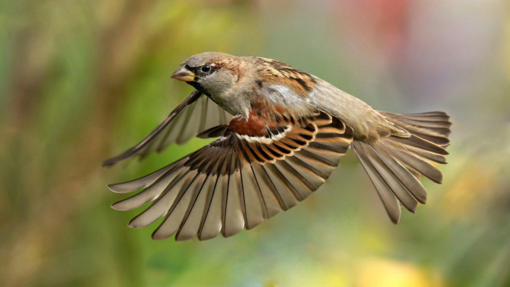 Action shot of a male house sparrow captured mid-flight with wings fully spread against a soft-focus green background.
