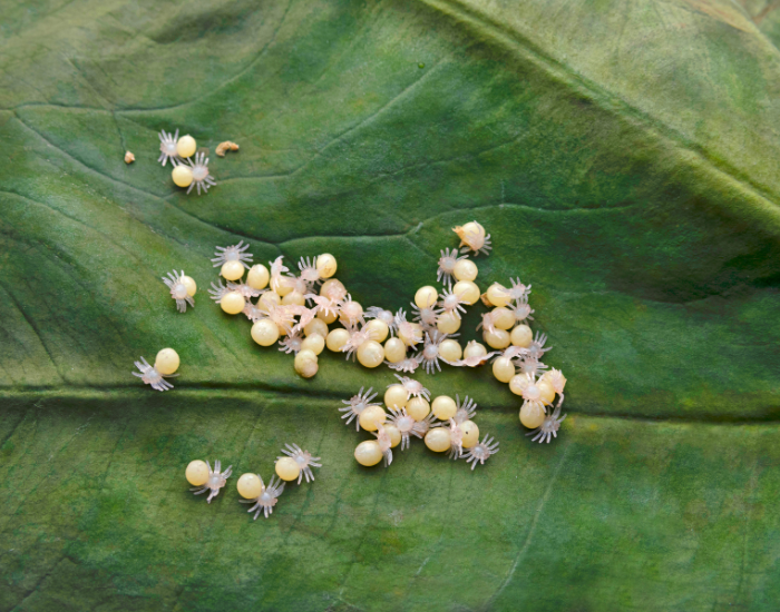 cluster of spiderlings on a leaf
