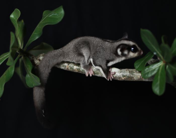 A sugar glider gliding or clinging to a dark tree branch at night.