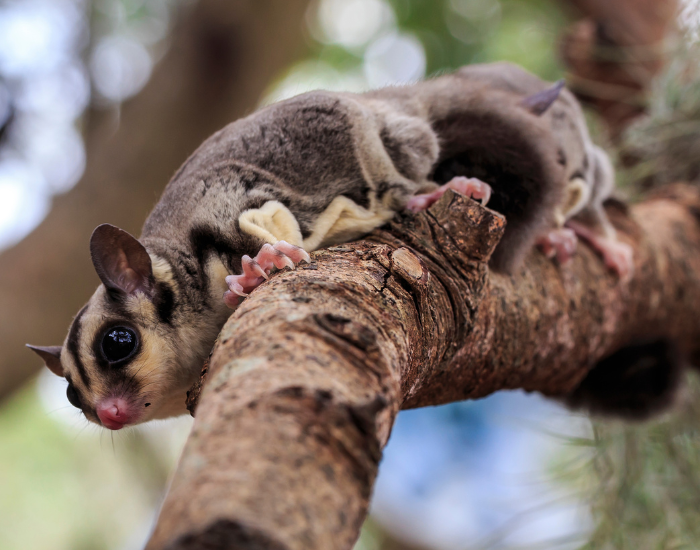 A sugar glider climbing upside down along a thick tree trunk.